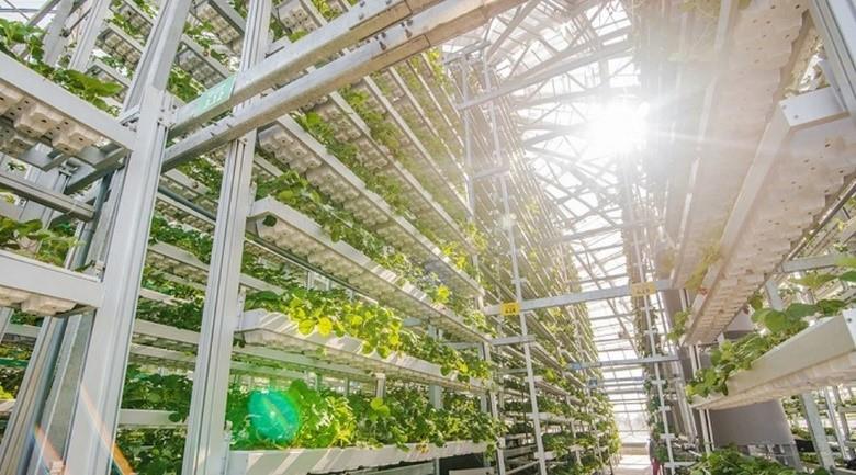 NÔNG TRƯỜNG SỬ DỤNG THÁP CANH TÁC NHIỀU TẦNG