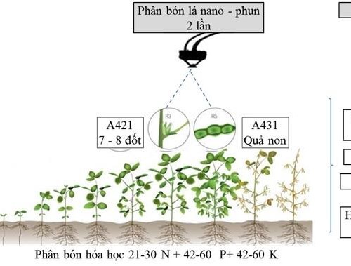 Chế phẩm xử lý hạt giống ứng dụng công nghệ nano
