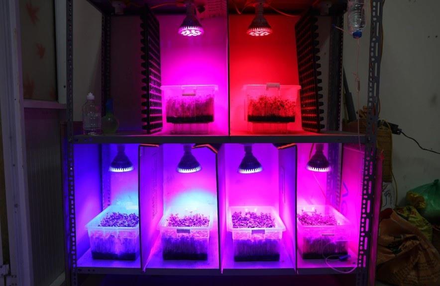 Hệ thống chiếu sáng bằng đèn led cho cây rau mầm