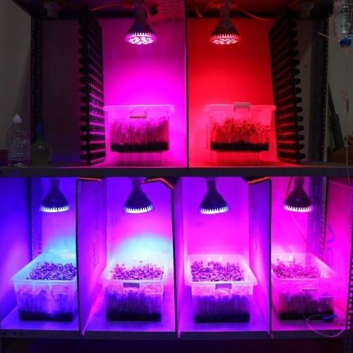 Hệ thống chiếu sáng bằng đèn led cho cây rau mầm