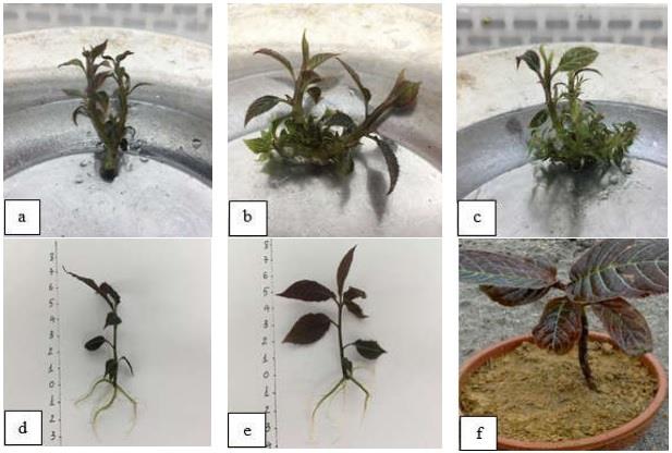 QUY TRÌNH NHÂN GIỐNG CÂY KHÔI TÍA BẰNG KỸ THUẬT NUÔI CẤY IN VITRO