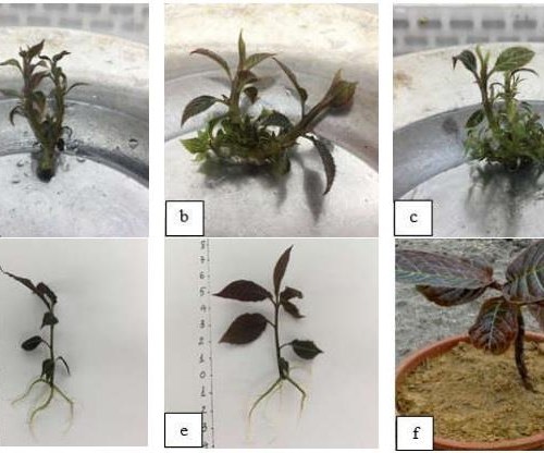 QUY TRÌNH NHÂN GIỐNG CÂY KHÔI TÍA BẰNG KỸ THUẬT NUÔI CẤY IN VITRO